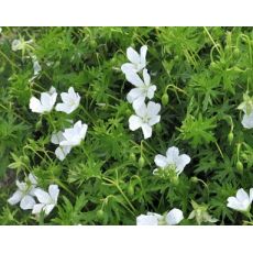 Geranium sanguineum 'Album' - pakost krvavý 'Album'