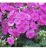 Phlox paniculata 'Flame Purple' - flox metlinatý 'Flame Purple'