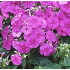 Phlox paniculata 'Flame Purple' - flox metlinatý 'Flame Purple'