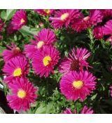 Aster dumosus 'Jenny' - astra krovinatá 'Jenny'