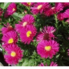 Aster dumosus 'Jenny' - astra krovinatá 'Jenny'
