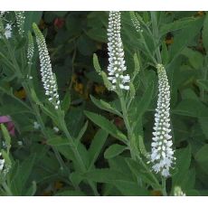 Veronica spicata 'Snow Candles' - veronika klasnatá 'Snow Candles'