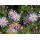 Aster ageratoides 'Asram' - astra 'Asram'