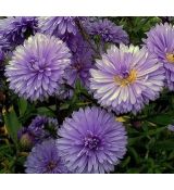 Aster novi-belgii 'Marie Ballard' - astra novobelgická 'Marie Ballard'