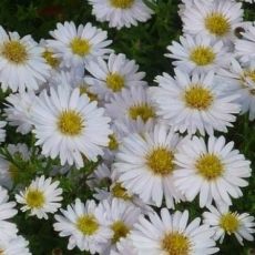 Aster dumosus 'Schneekissen' - astra krovinatá 'Schneekissen'