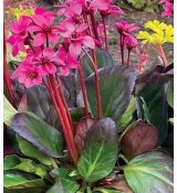Bergenia 'Early Brilliance Magenta' - bergénia 'Early Brilliance Magenta'