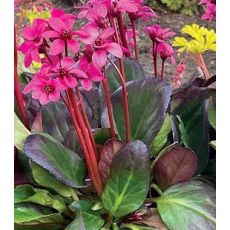 Bergenia 'Early Brilliance Magenta' - bergénia  'Early Brilliance Magenta'