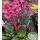 Bergenia 'Early Brilliance Magenta' - bergénia  'Early Brilliance Magenta'