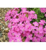 Saponaria 'Bressingham Pink' - mydlica 'Bressingham Pink'