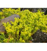 Sedum acre 'Aurea' - rozchodník prudký 'Aurea'