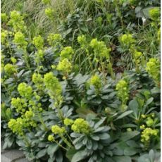Euphorbia amygdaloides 'Robbiae' - mliečnik mandľovitý 'Robbiae'