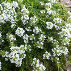Thymus × praecox 'Albiflorus' - dúška 'Albiflorus'