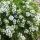 Thymus × praecox 'Albiflorus' - dúška 'Albiflorus'