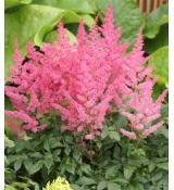 Astilbe × arendsii 'Astary Rose Red Shades' - astilba arendsova 'Astary Rose Red Shades'