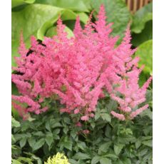 Astilbe × arendsii 'Astary Rose Red Shades' - astilba arendsova 'Astary Rose Red Shades'