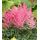 Astilbe × arendsii 'Astary Rose Red Shades' - astilba arendsova 'Astary Rose Red Shades'