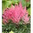 Astilbe × arendsii 'Astary Rose Red Shades' - astilba arendsova 'Astary Rose Red Shades'
