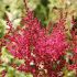 Astilbe × arendsii 'Astary Rose Red Shades' - astilba arendsova 'Astary Rose Red Shades'