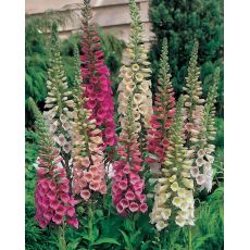 Digitalis purpurea 'Excelsior' - náprstník červený 'Excelsior'