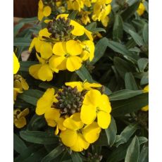 Erysimum × hybridum 'Fragrant Sunshine' - horčičník 'Fragrant Sunshine'