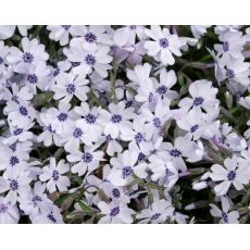 Phlox subulata 'Bavaria' - flox šidlolistý 'Bavaria'
