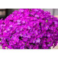 Aubrieta 'Florado Neon Pink' - tarička 'Florado Neon Pink'