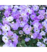Aubrieta 'Florado Blue Blush Bicolour' - tarička 'Florado Blue Blush Bicolour'