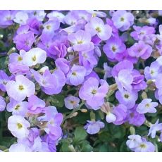 Aubrieta 'Florado Blue Blush Bicolour' - tarička 'Florado Blue Blush Bicolour'