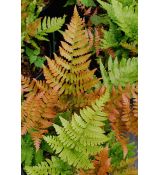 Dryopteris erythrosora 'Prolifica' - papraď 'Prolifica'