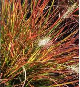 Pennisetum alopecuroides 'Burgundy Bunny' - perovec psiarkovitý 'Burgundy Bunny'