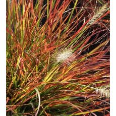 Pennisetum alopecuroides 'Burgundy Bunny' - perovec psiarkovitý 'Burgundy Bunny'
