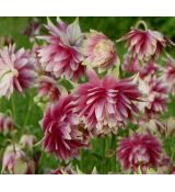 Aquilegia vulgaris 'Nora Barlow' - orlíček obyčajný 'Nora Barlow'