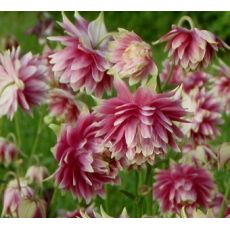 Aquilegia vulgaris 'Nora Barlow' - orlíček obyčajný 'Nora Barlow'