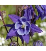 Aquilegia vulgaris - orlíček obyčajný