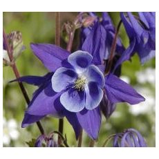 Aquilegia vulgaris - orlíček obyčajný