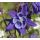 Aquilegia vulgaris - orlíček obyčajný