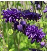 Aquilegia vulgaris 'Blue Barlow' - orlíček obyčajný 'Blue Barlow'