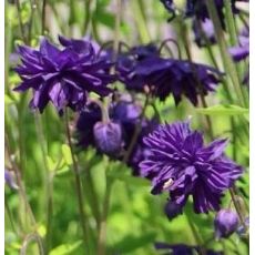 Aquilegia vulgaris 'Blue Barlow' - orlíček obyčajný 'Blue Barlow'
