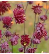 Aquilegia vulgaris 'Bordeaux Barlow' - orlíček obyčajný 'Bordeaux Barlow'