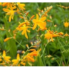 Crocosmia × crocosmiiflora 'George Davidson' - montbrécia záhradná 'George Davidson'