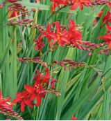 Crocosmia 'Lucifer' - montbrécia 'Lucifer'