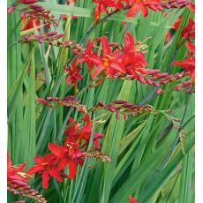 Crocosmia 'Lucifer' - montbrécia 'Lucifer'