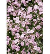 Gypsophila paniculata 'Pink Festival' - gypsomilka metlinatá 'Pink Festival' (nevestin závoj)