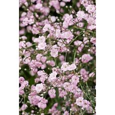 Gypsophila paniculata 'Pink Festival' - gypsomilka metlinatá 'Pink Festival' (nevestin závoj)