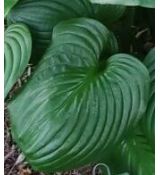 Hosta 'Mojito' - funkia 'Mojito'