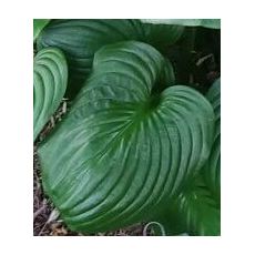 Hosta 'Mojito' - funkia 'Mojito'