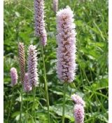 Polygonum bistorta 'Superba' - hadovník väčší 'Superba' (syn.Persicaria bistorta, Bistorta major)