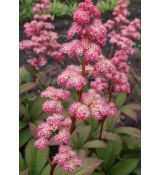 Rodgersia henrici - rodgerzia henrici
