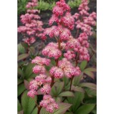 Rodgersia henrici - rodgerzia henrici