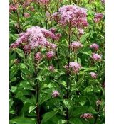 Eupatorium maculatum 'Purple Bush' - konopáč 'Purple Bush'